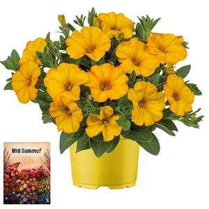 Afbeelding van Ms P12 Petchoa Sunset orange
